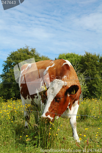 Image of Cow