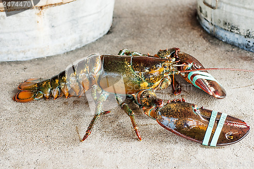 Image of Live lobster