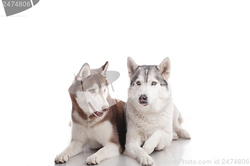 Image of siberian husky