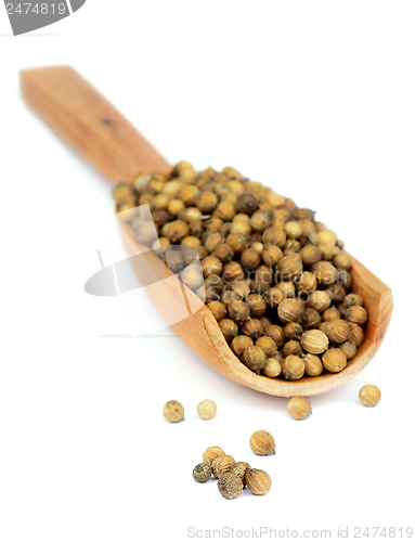 Image of Coriander Seeds