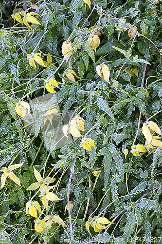 Image of Yellow Clematis, covered with hoarfrost in the autumn morning.