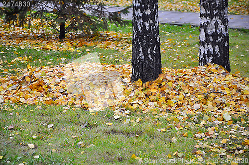 Image of Lots of yellow leaves under a birch in the fall.