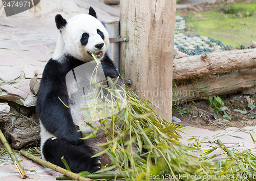Image of young panda in zoo