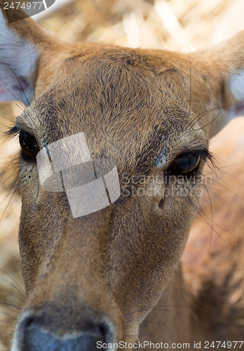 Image of reindeer