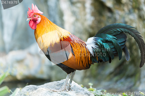 Image of adult cock