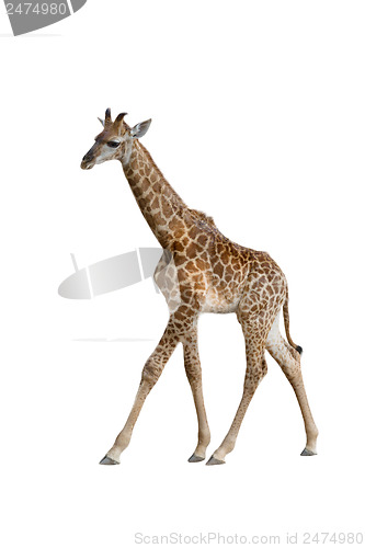 Image of baby giraffe