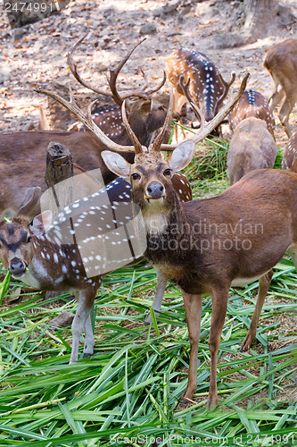 Image of deer in zoo