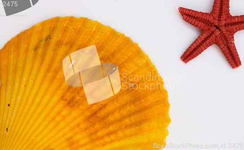 Image of Clam and brittlestar