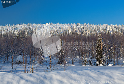 Image of Winter landscape