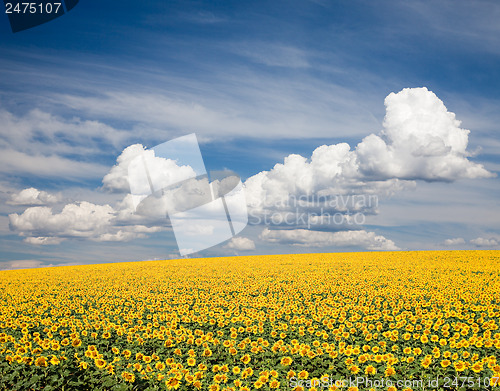 Image of Sunflower Field