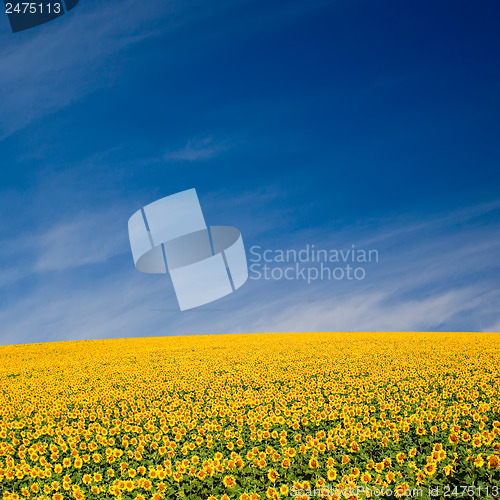 Image of Sunflower Field