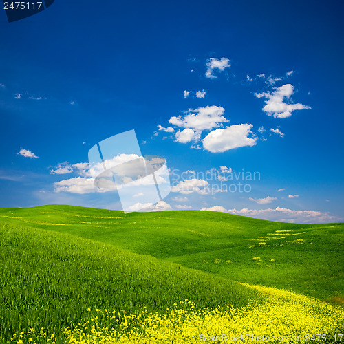 Image of Green Field with Yellow Flowers