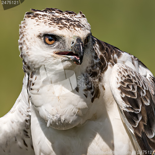 Image of Martial eagle (Polemaetus bellicosus)