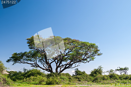 Image of Acacia Tree