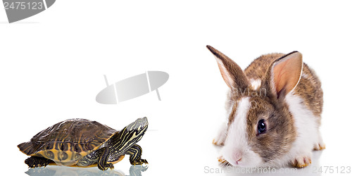 Image of Bunny and Turtle