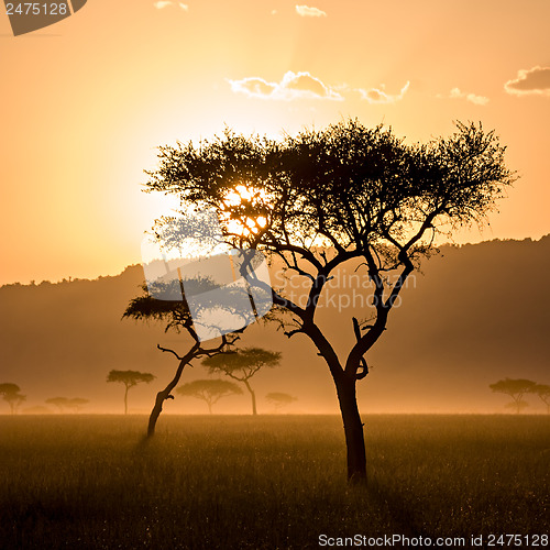 Image of Beautiful Sunset in Massai Mara