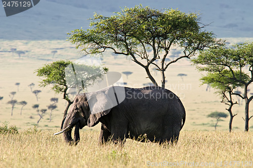 Image of Elephant in the Savannah