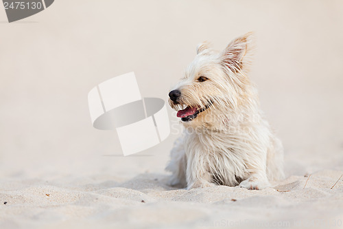 Image of Golden dog at the beach