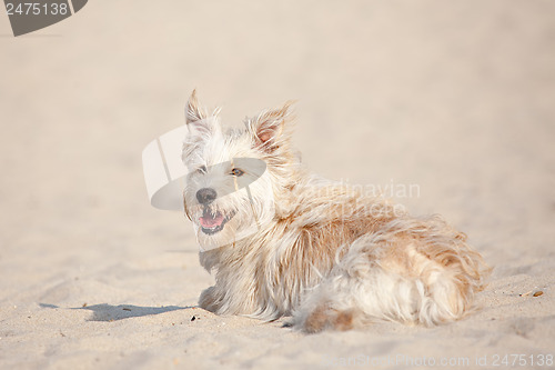 Image of Golden dog at the beach