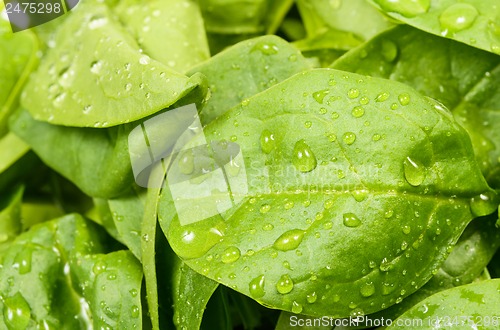 Image of Spinach leaves