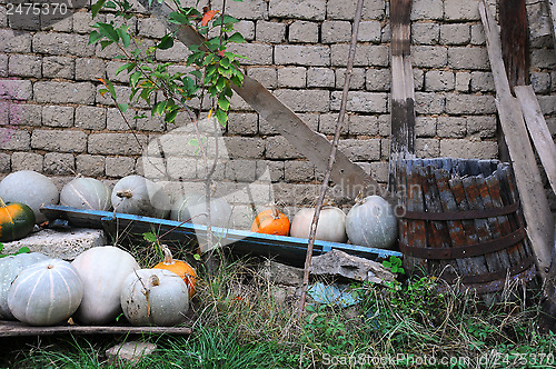 Image of Pumpkins and Broken Barrel