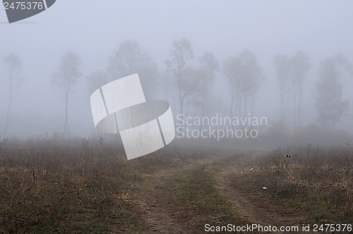 Image of Rural Foggy Landscape in the Fall