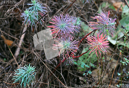 Image of Dewdrops on Wild Flowers in the Fall