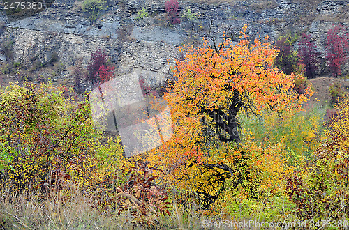 Image of Trees and Plants in the Fall