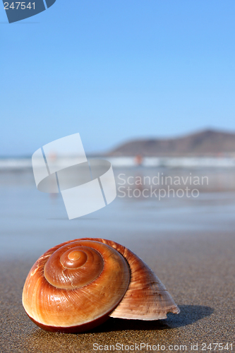 Image of Seasnail