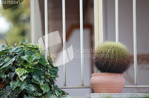 Image of cactus