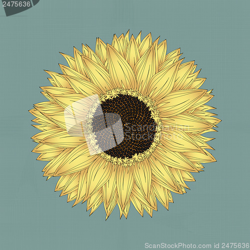 Image of Sunflower drawing