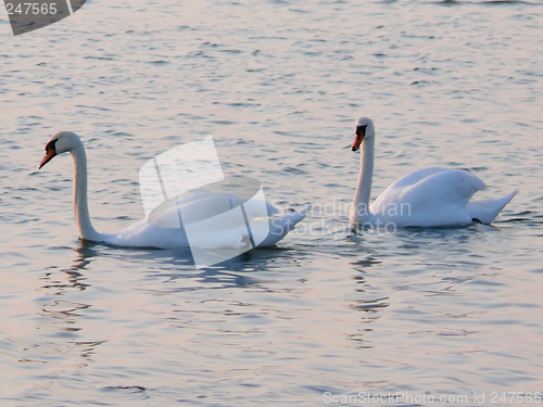 Image of Swans Together