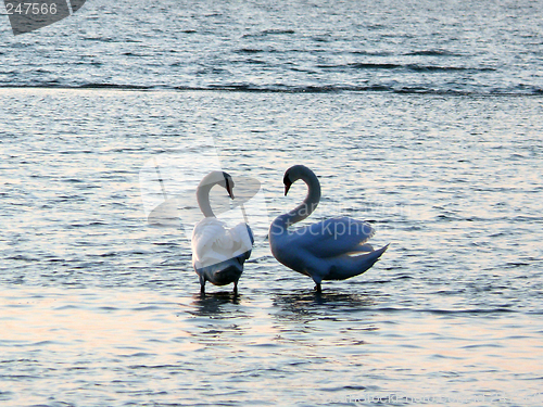 Image of Swans Together