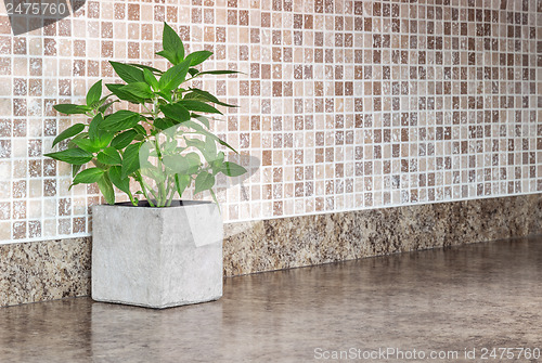 Image of Green mint on kitchen countertop