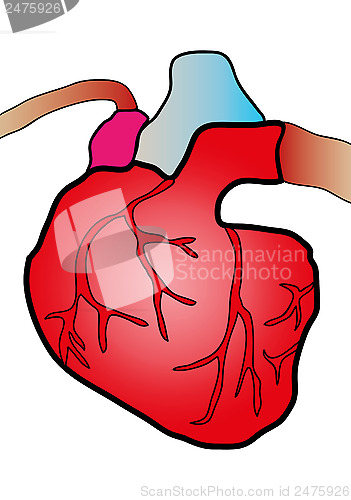 Image of cardiac system