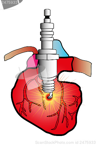 Image of cardiac system