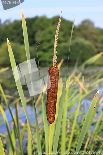 Image of flower reed