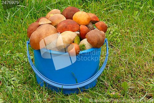 Image of Mushrooms, aspen mushrooms, white, boletus in the bucket on the 