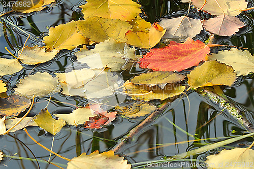 Image of Fallen from the trees, the leaves on the surface of the water in