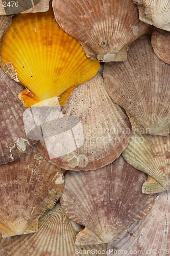 Image of Clam background