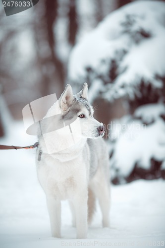 Image of siberian husky