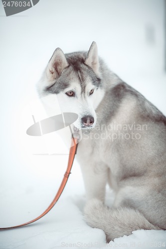 Image of siberian husky