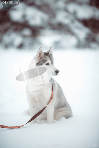 Image of siberian husky