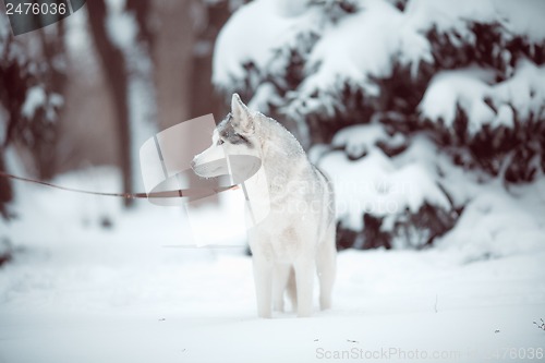 Image of siberian husky