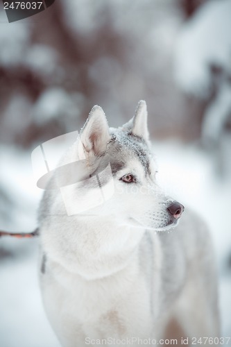 Image of siberian husky