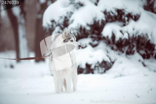 Image of siberian husky