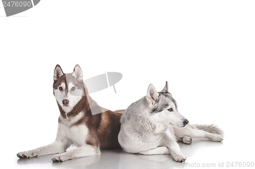 Image of siberian husky