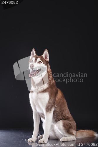 Image of siberian husky