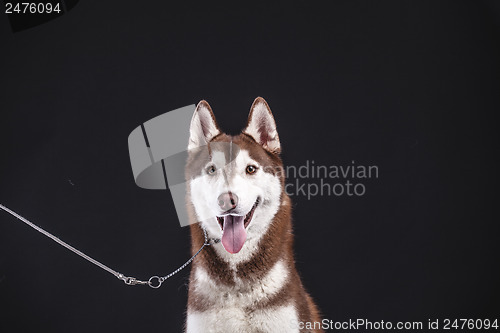 Image of siberian husky