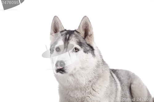 Image of siberian husky